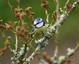 Blue Tit 8R85D-08